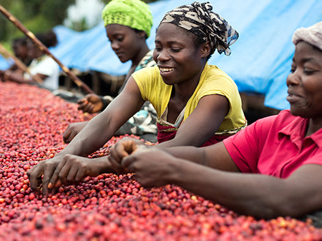 Cage Rattler Coffee Organic Coffee Congo Dark