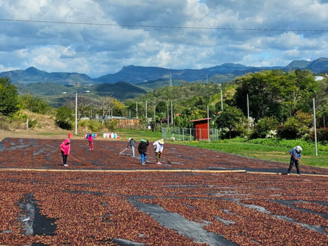 Coffee Of The Month Subscription